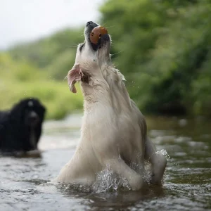 Balle en caoutchouc naturel avec trou pour chien - Jouets pour chien - POCURULL