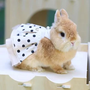 Vetement pour lapin Cérémonie