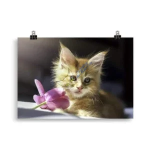 Affiche Chaton Maine Coon avec une fleur