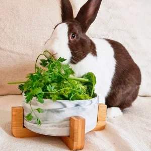 Gamelle lapin en céramique