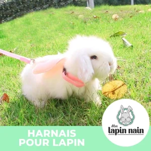 Harnais pour lapin ailes d&rsquo;ange