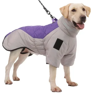 Manteau Chien Labrador / Grands chiens