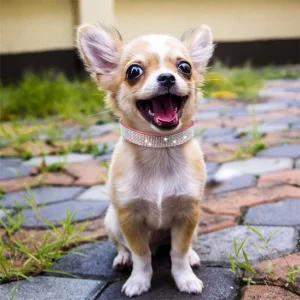 Collier chien | Collier Chien Star Puppy